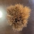 画像7: アンティーク木製のハンドルブラシ (7)